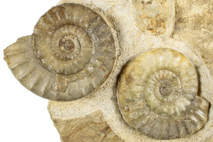 Two Ammonites (Acanthopleuroeras) In Limestone - Dorset, England #129419